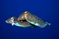 Cuttlefish